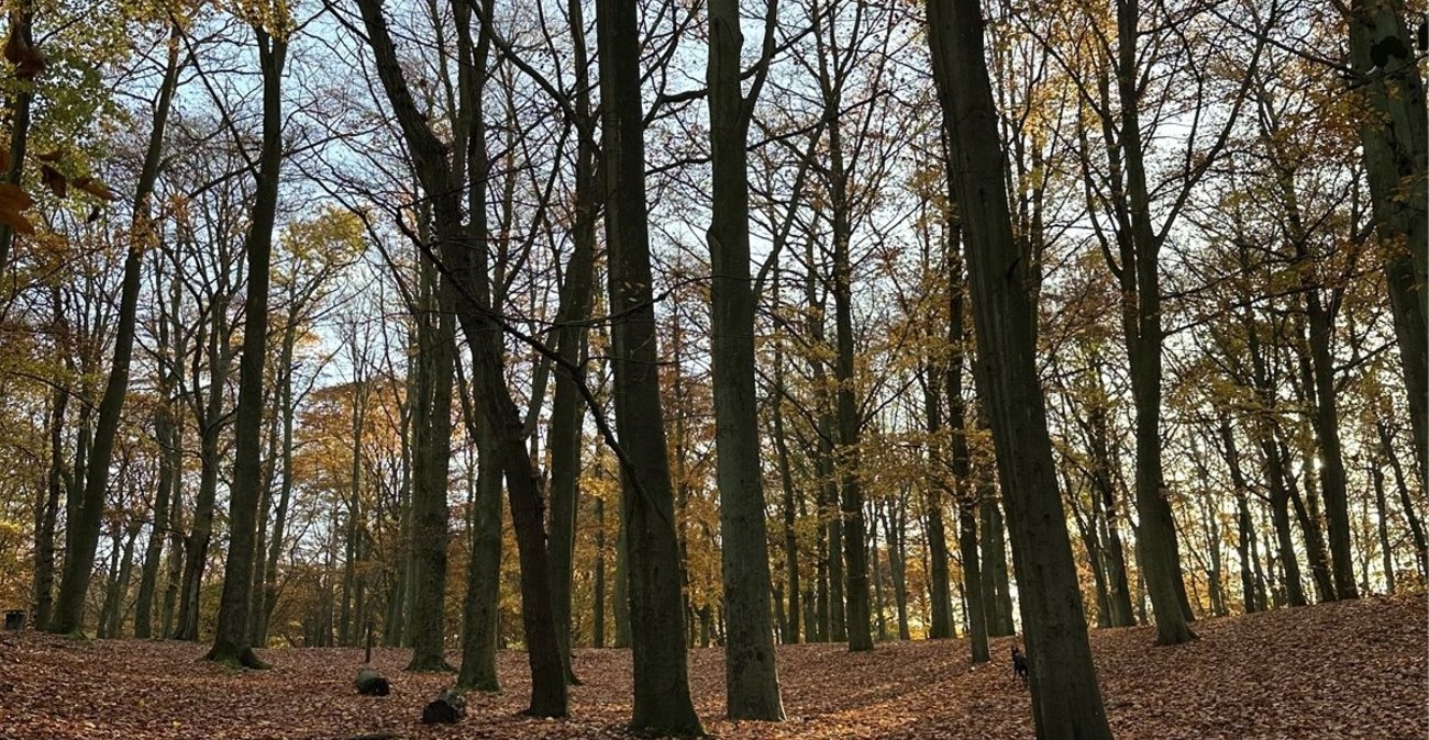 2 bedroom house for sale in Abbey Wood | Robinson Jackson