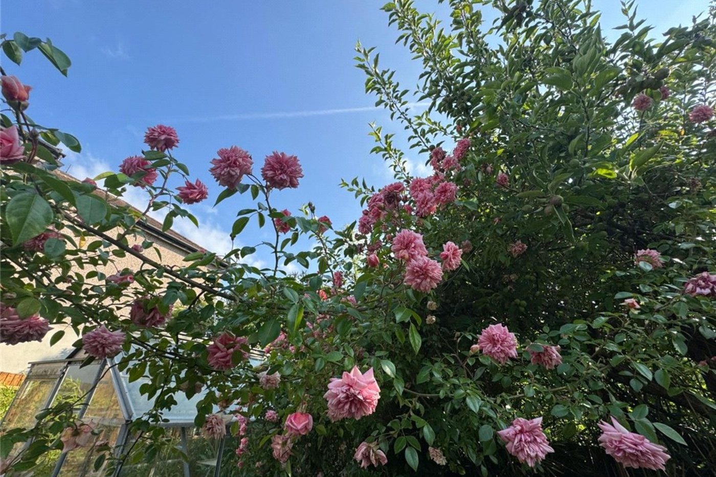 3 bedroom bungalow for sale in South Orpington | Robinson Jackson