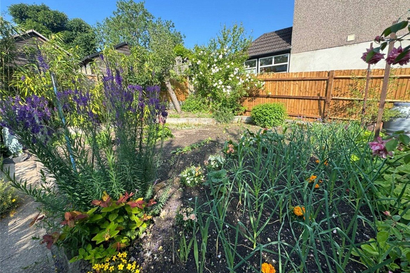 3 bedroom bungalow for sale in South Orpington | Robinson Jackson