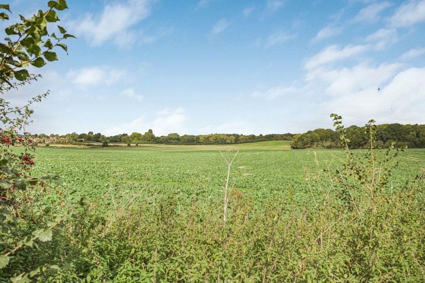 4 bedroom bungalow for sale in Orpington | Robinson Jackson