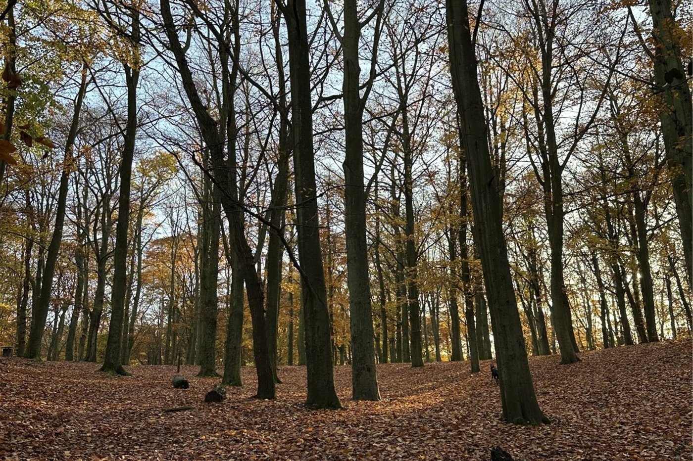 2 bedroom house for sale in Abbey Wood | Robinson Jackson